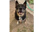 Adopt Denver a Mixed Breed