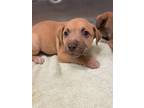 Adopt Crush a Mixed Breed
