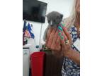 Adopt Buzz a Domestic Short Hair