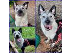 Adopt PO a Australian Shepherd
