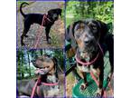 Adopt ALASTOR a Plott Hound