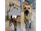 Adopt MAX a German Shepherd Dog