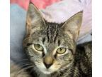 Adopt Zeke a Domestic Short Hair