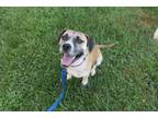 Adopt Goose a Mixed Breed