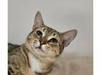 Adopt Hercules a Domestic Short Hair