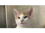 Adopt Oddball a Domestic Short Hair