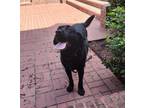 Adopt Stefan Noesen a Labrador Retriever