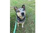 Adopt Carson a Cattle Dog, Mixed Breed