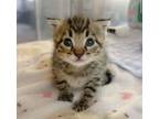Adopt Ranger a Domestic Short Hair