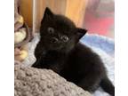 Adopt Maverick a Domestic Short Hair