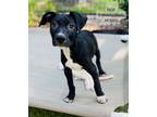 Adopt Nox a Pit Bull Terrier, Labrador Retriever