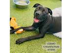 Adopt Cosmo a Pit Bull Terrier