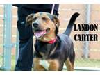 Adopt Landon Carter a Black and Tan Coonhound