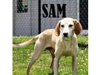 Adopt Sam a Hound