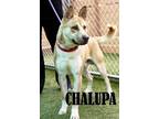 Adopt Chalupa a Shepherd