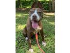 Adopt Tia a Terrier
