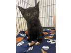 Adopt King a American Shorthair