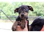 Adopt Bravo a Terrier