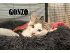 Adopt Gonzo a American Shorthair