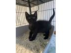 Adopt Duke a American Shorthair