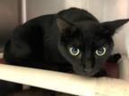 Adopt Mr. Turner a Domestic Short Hair