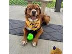 Adopt Gatorade a Mixed Breed