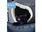 Adopt Baby a Domestic Short Hair