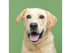 Adopt Mr. Dozer a Labrador Retriever, Mixed Breed