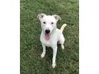 Adopt Herman a Labrador Retriever, White German Shepherd