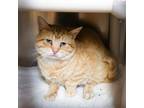 Adopt Baby Yoda a Domestic Short Hair