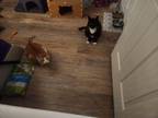 Adopt Ollie a Domestic Short Hair
