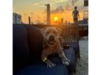 Adopt Maxwell (In Foster) a Pit Bull Terrier