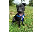 Adopt Logan a American Staffordshire Terrier