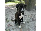 Adopt MAX a Border Collie, Labrador Retriever