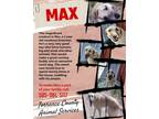 Adopt Max a Anatolian Shepherd
