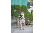 Adopt Rubble a German Shepherd Dog