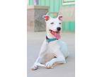 Adopt Pip a Pit Bull Terrier