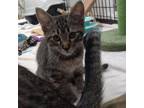Adopt Cinnamon Toast Crunch a Domestic Short Hair