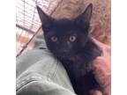 Adopt Lucky Charm a Domestic Short Hair