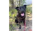 Adopt Berty a Labrador Retriever, Husky
