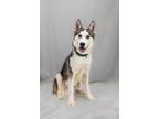 Adopt Kodiak a Siberian Husky, Mixed Breed