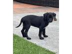 Adopt Robin a Mixed Breed