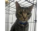 Adopt Berry a Domestic Short Hair