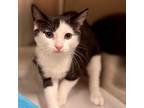 Adopt Skitter a Domestic Short Hair