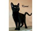 Adopt Kenni a Domestic Short Hair