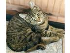 Adopt Fletcher a Domestic Medium Hair