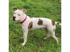 Adopt Diego a Pit Bull Terrier, Mixed Breed