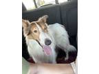 Adopt River a Rough Collie
