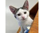Adopt Harry a Domestic Short Hair