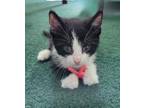 Adopt Clark a Domestic Short Hair